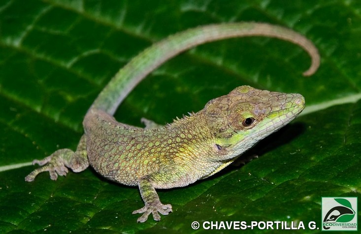 Anolis heterodermus Anolis heterodermus