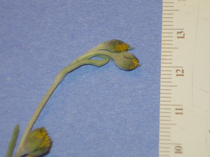Monolopia congdonii Monolopia congdonii