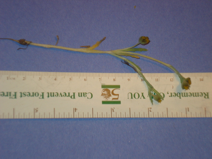 Monolopia congdonii Monolopia congdonii