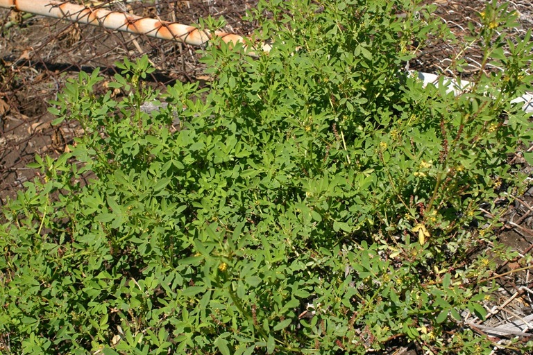 Melilotus indicus Melilotus indicus