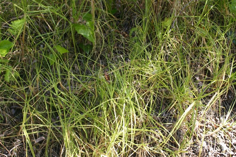 Pennisetum clandestinum Pennisetum clandestinum