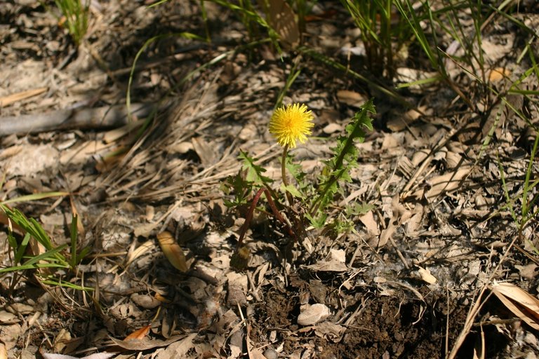 Taraxacum officinale Taraxacum officinale