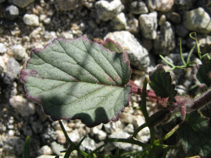 Phacelia campanularia var. campanularia