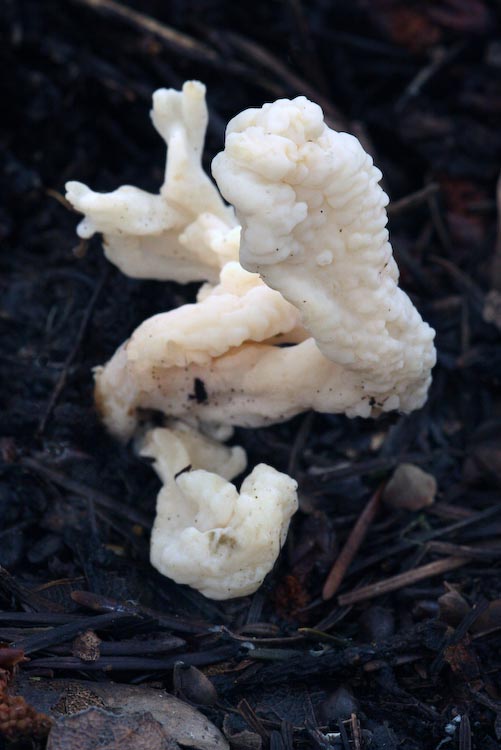 Clavulina rugosa Clavulina rugosa