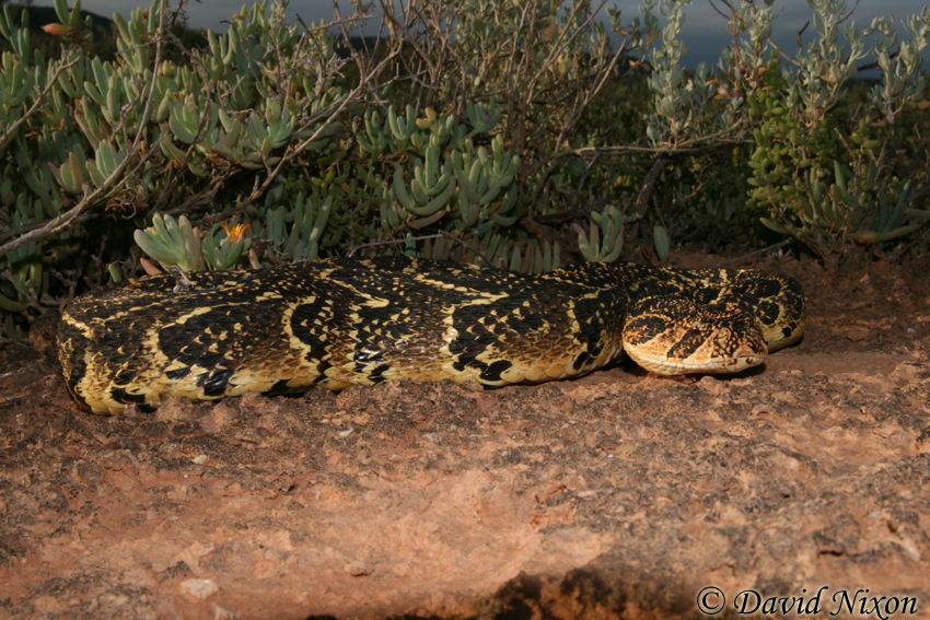 Bitis arietans Bitis arietans