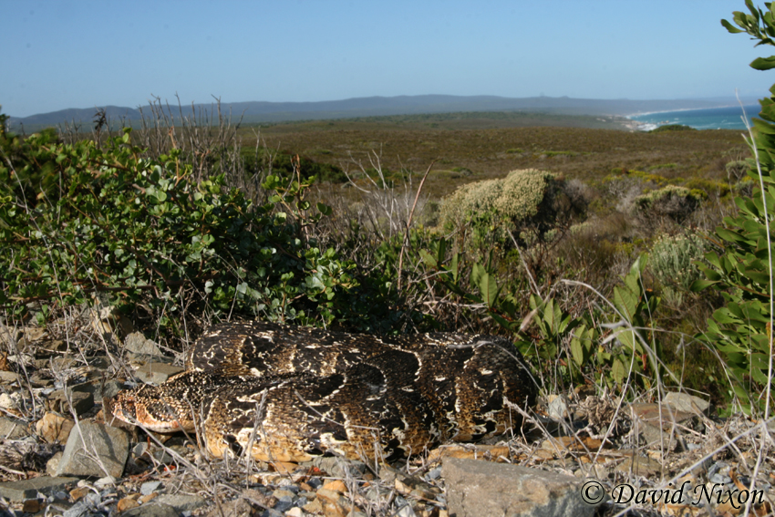 Bitis arietans Bitis arietans