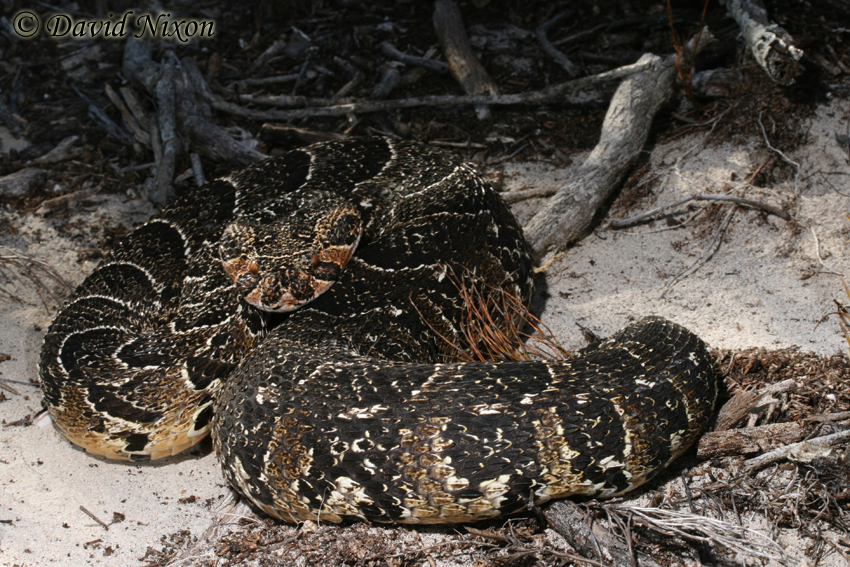 Bitis arietans Bitis arietans