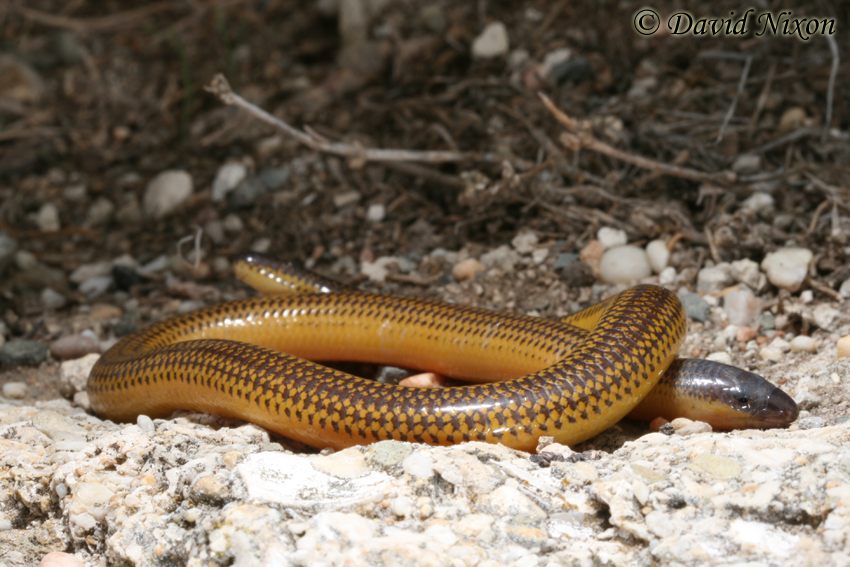 Acontias meleagris Acontias meleagris