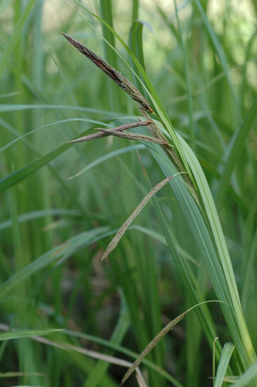 Carex obnupta