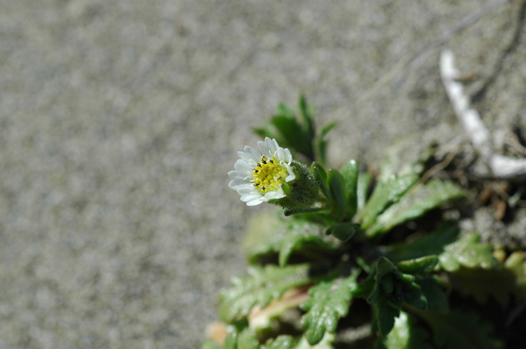 Layia carnosa