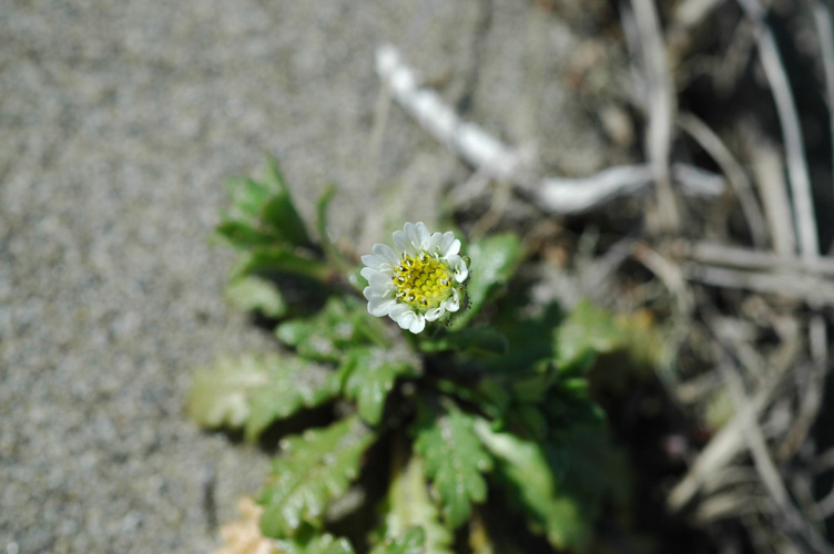 Layia carnosa