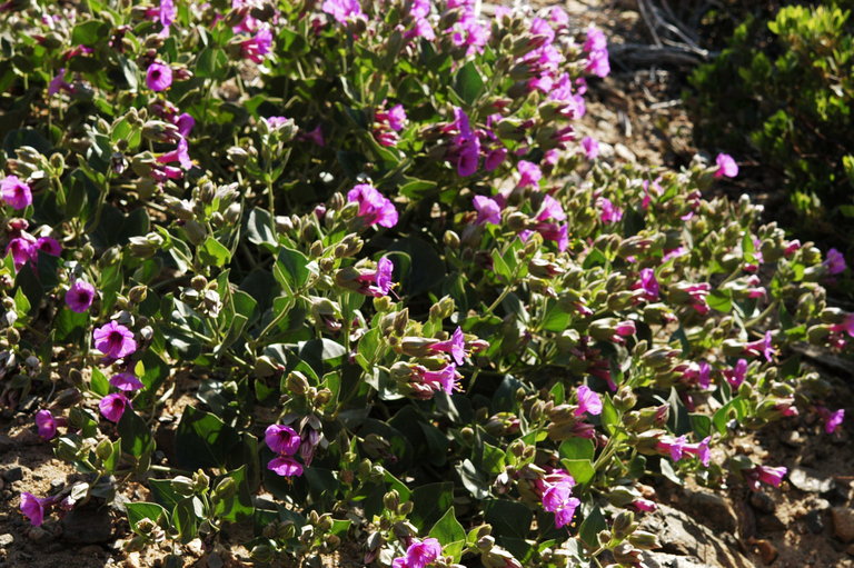 Mirabilis multiflora