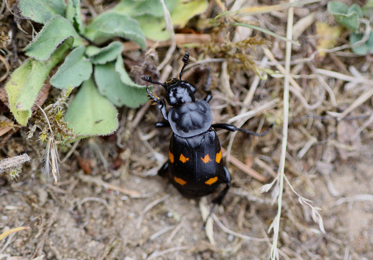 Nicrophorus defodiens