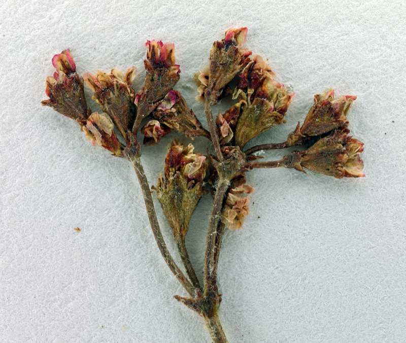 Eriogonum microtheca var. alpinum