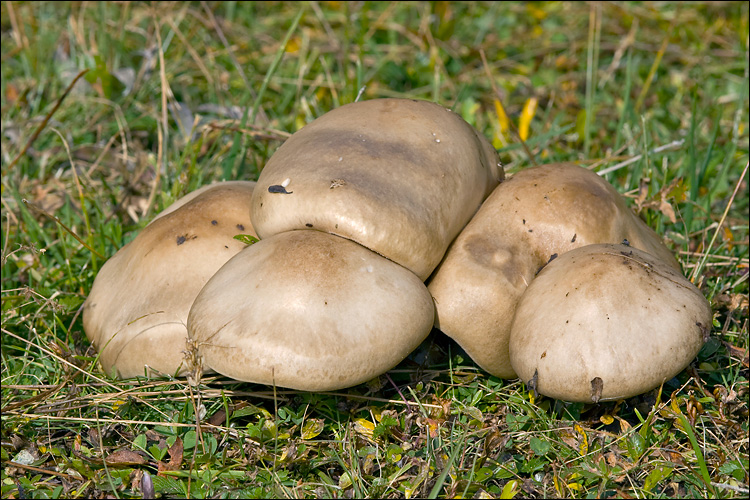 Melanoleuca cognata var. cognata