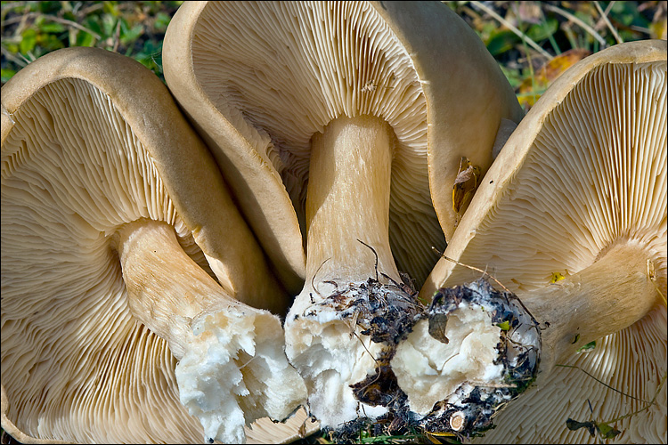 Melanoleuca cognata var. cognata