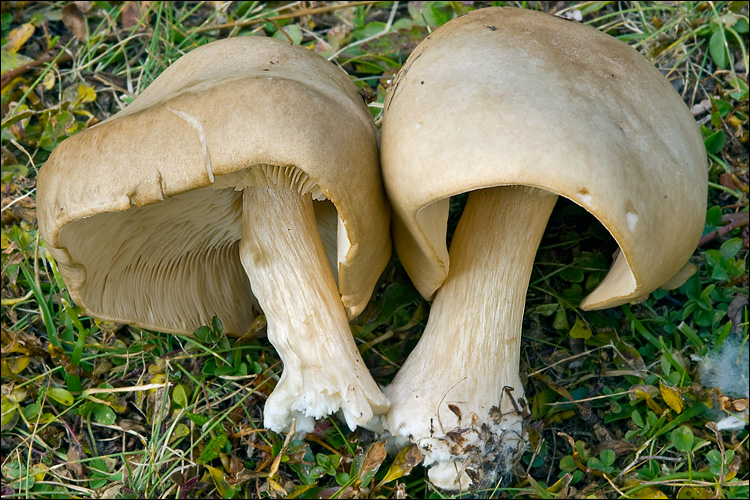 Melanoleuca cognata var. cognata