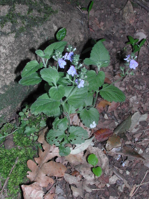 Veronica chamaedrys Veronica chamaedrys