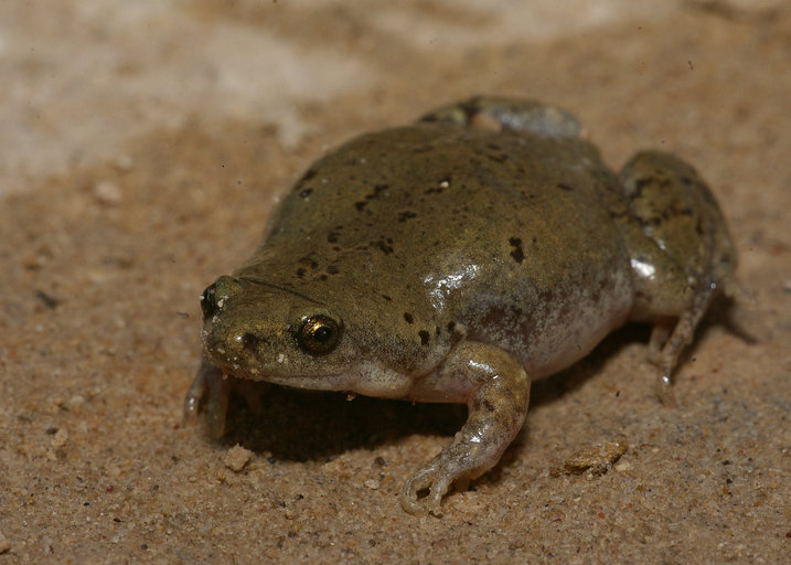Gastrophryne olivacea Gastrophryne olivacea