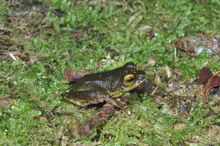 Pseudophilautus ocularis