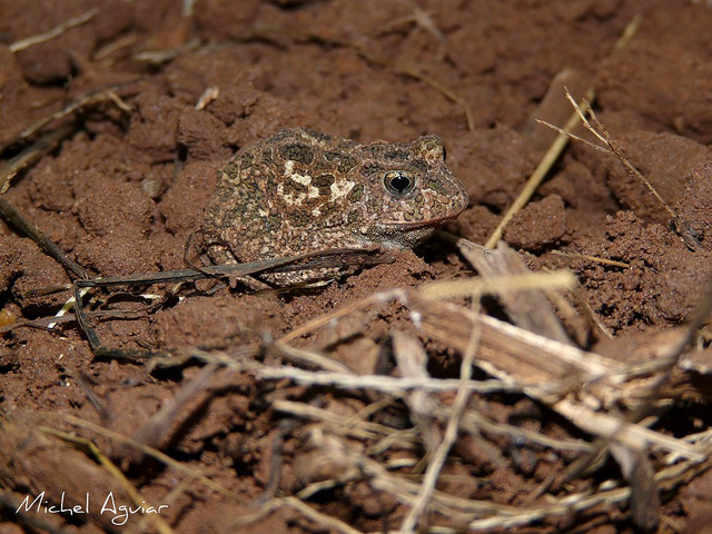 Proceratophrys moratoi