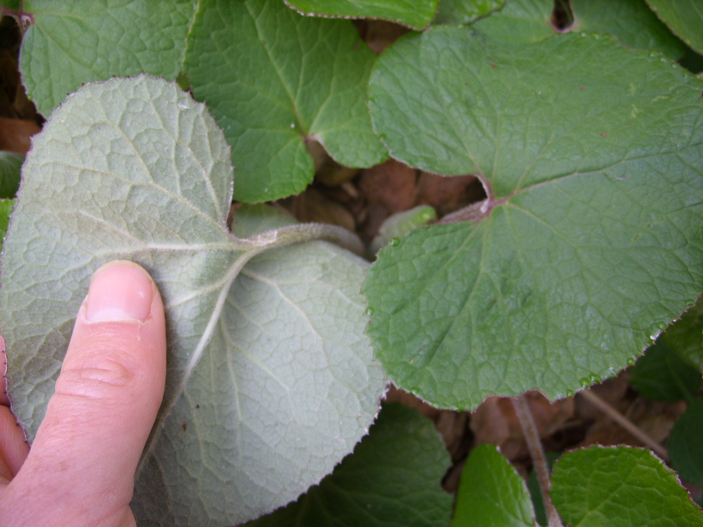 Petasites fragrans