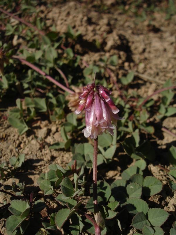Trifolium kingii