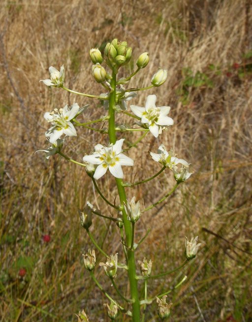 Toxicoscordion fontanum