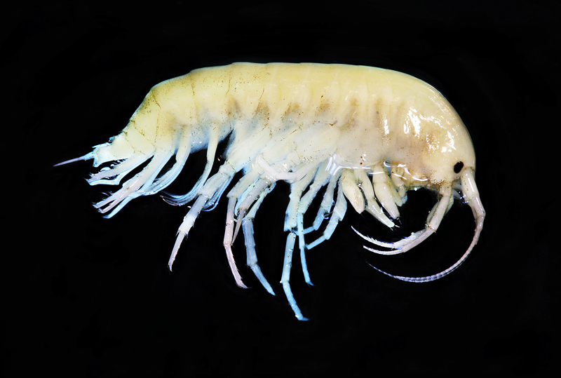 Gammarus balcanicus Gammarus balcanicus