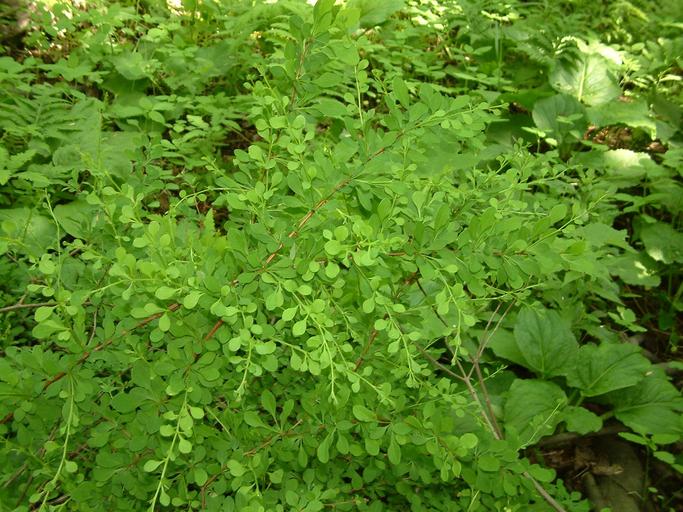 Berberis thunbergii Berberis thunbergii