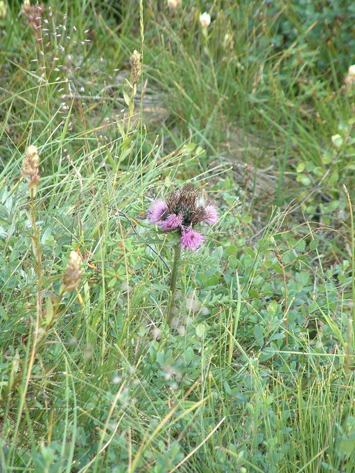 Cirsium muticum