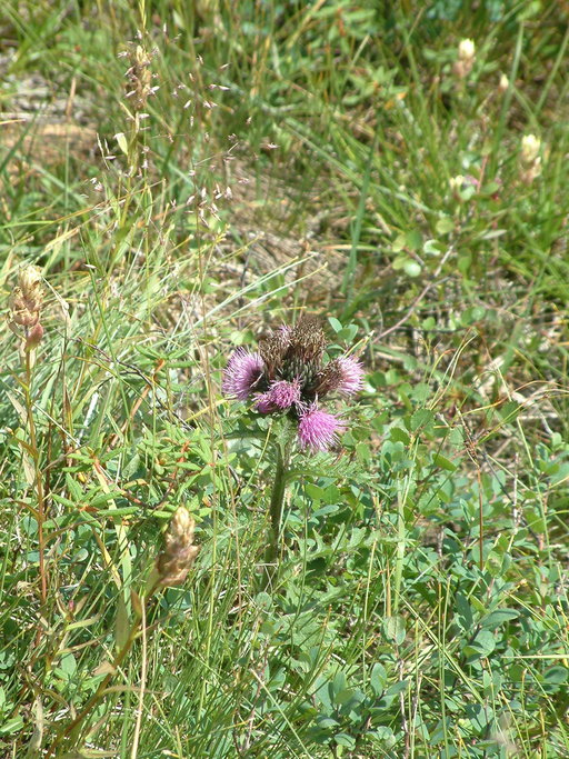 Cirsium muticum