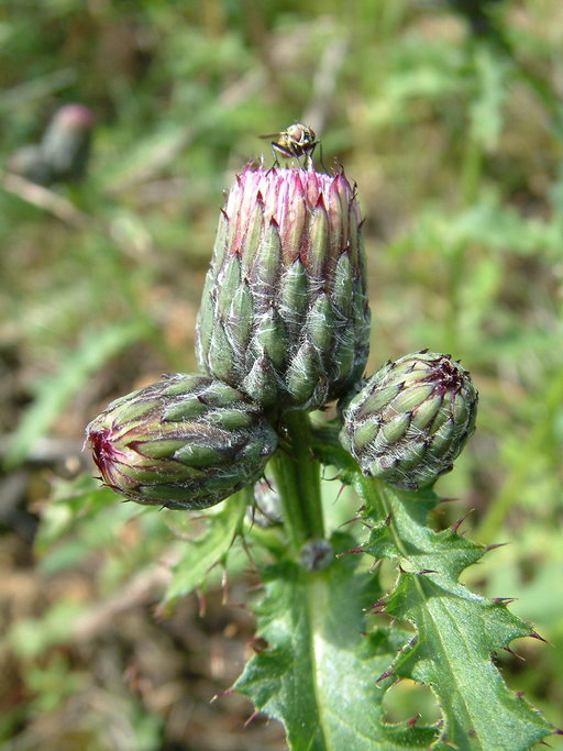 Cirsium muticum Cirsium muticum