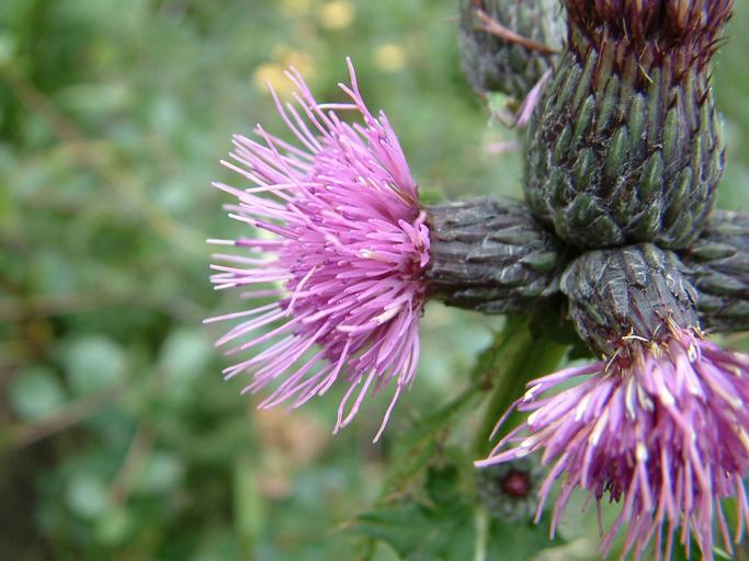 Cirsium muticum