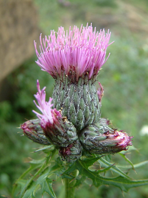 Cirsium muticum