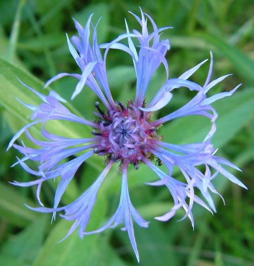 Centaurea cyanus Centaurea cyanus