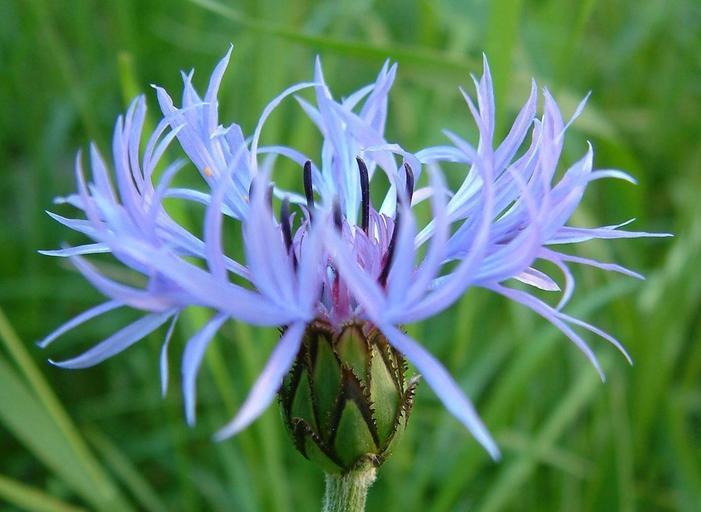 Centaurea cyanus Centaurea cyanus