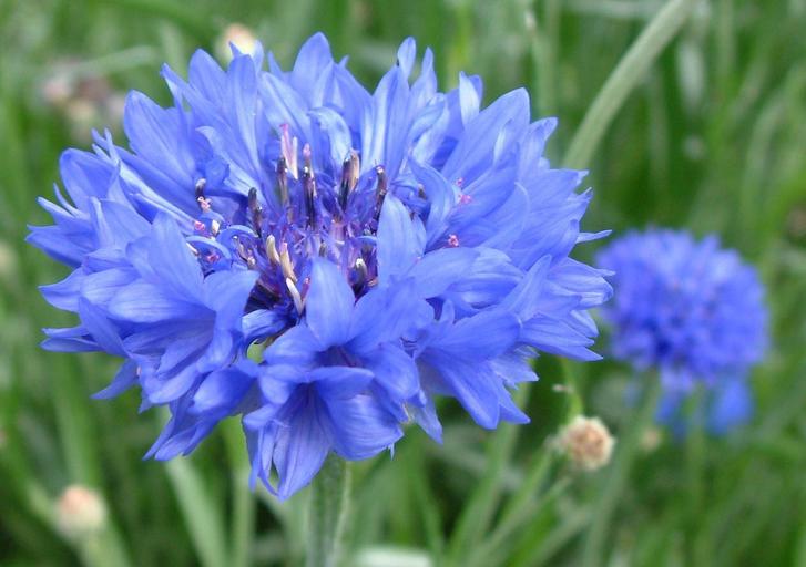 Centaurea cyanus Centaurea cyanus