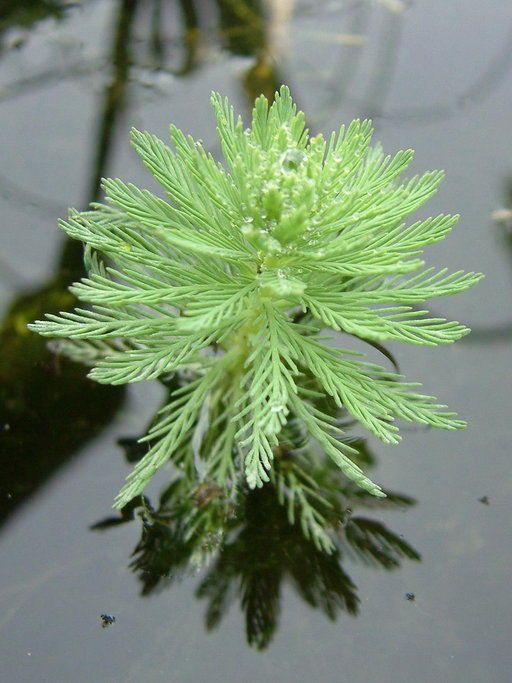 Myriophyllum Aquaticum Calflora