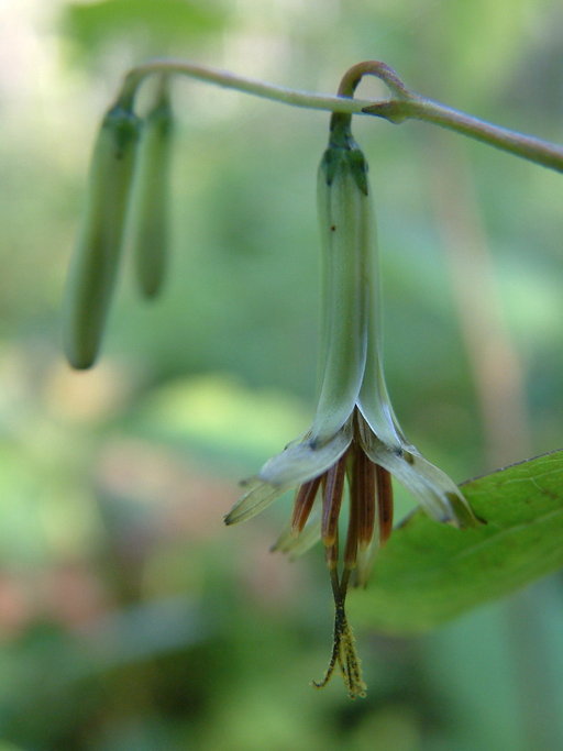 Nabalus trifoliolatus Nabalus trifoliolatus