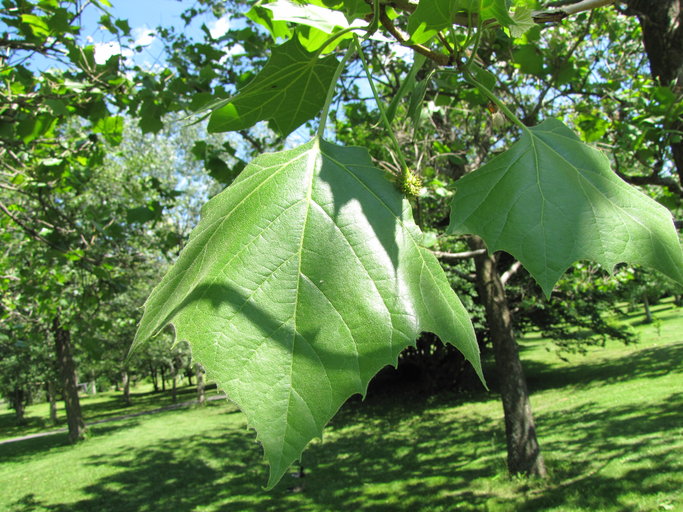 Platanus occidentalis