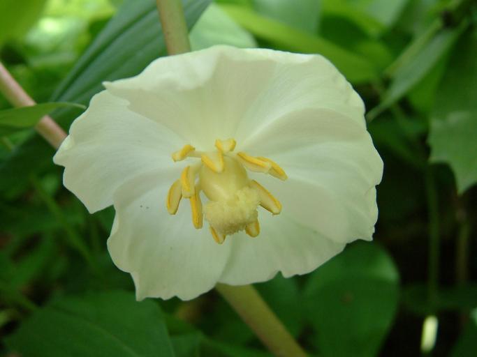 Podophyllum peltatum Podophyllum peltatum
