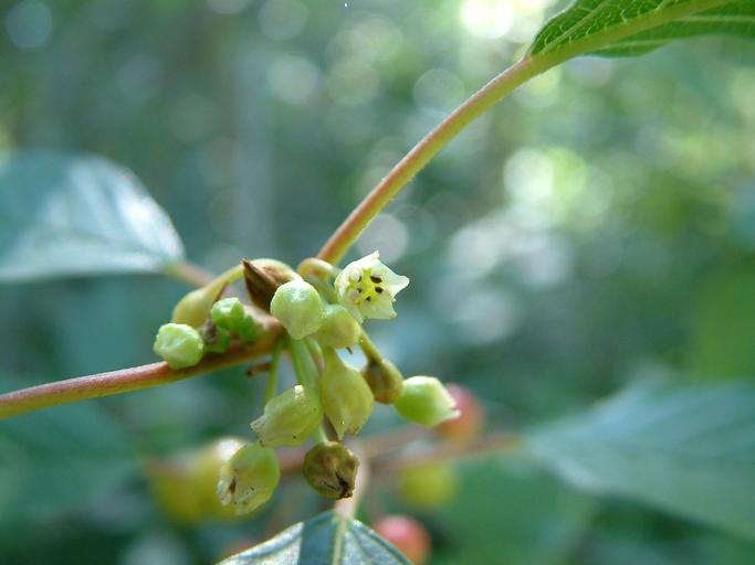 Frangula alnus