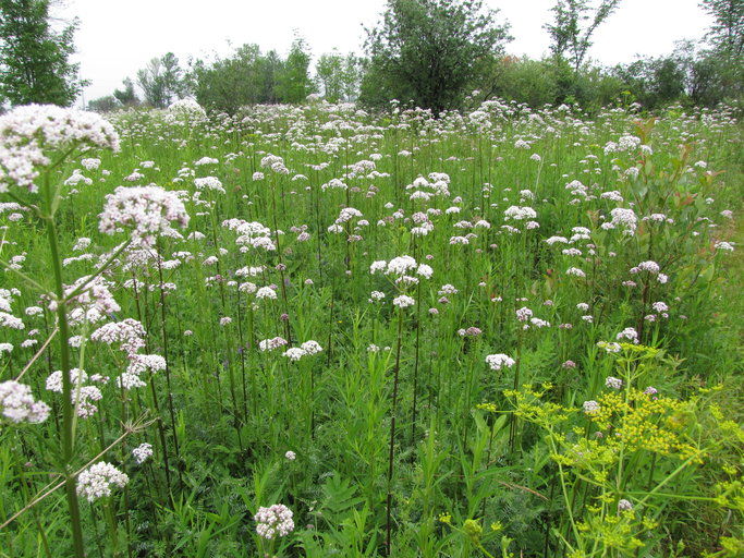 Valeriana officinalis