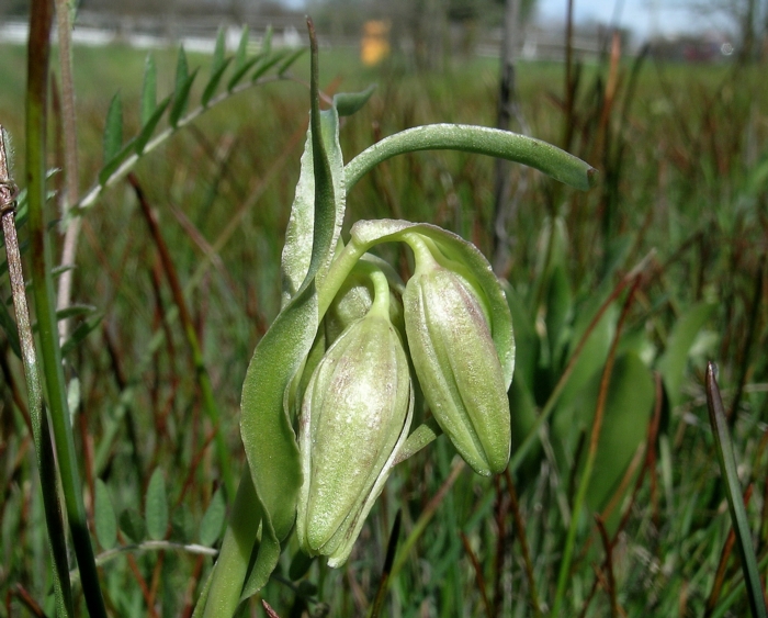 Fritillaria agrestis