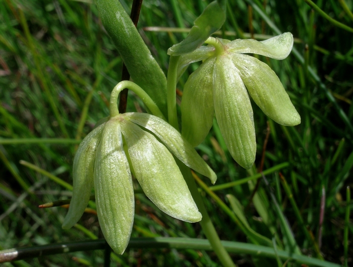 Fritillaria agrestis