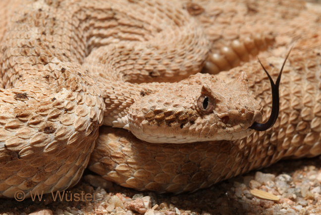 Crotalus cerastes Crotalus cerastes