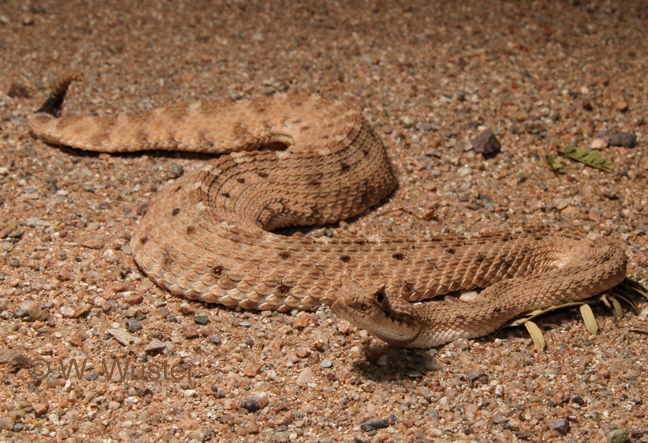 Crotalus cerastes Crotalus cerastes