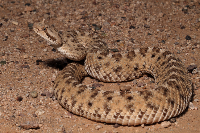 Crotalus cerastes Crotalus cerastes