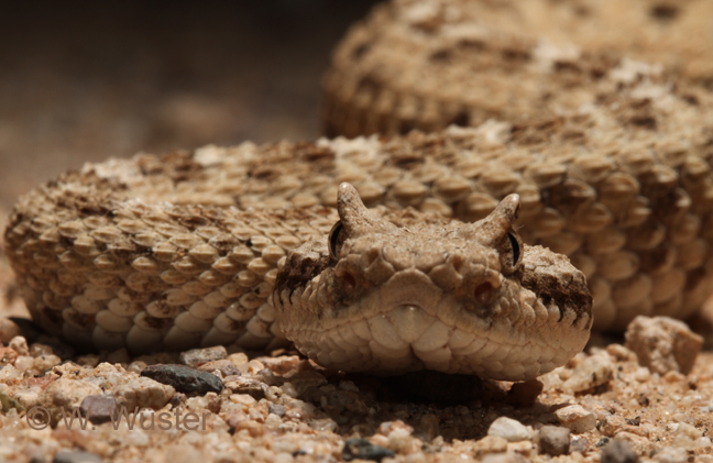 Crotalus cerastes Crotalus cerastes